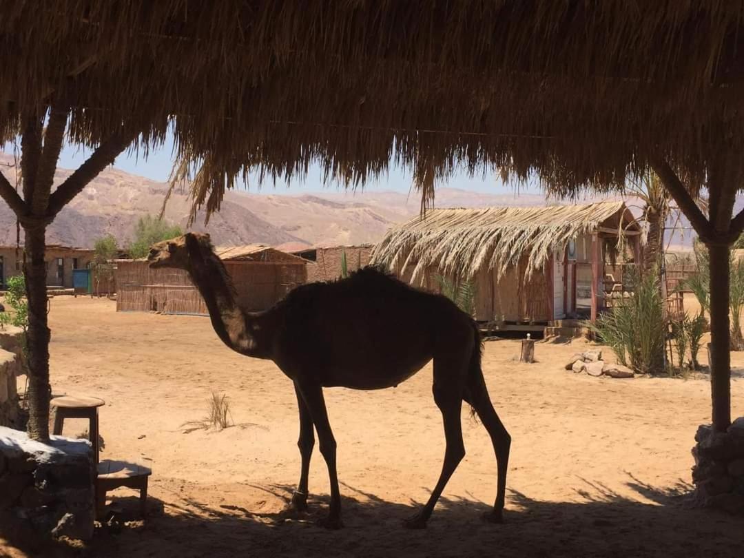 Diana Beach Camp Hotel Nuweiba` Eksteriør billede